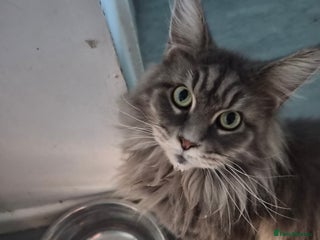 Maine Coon cats for sale - Advert 1