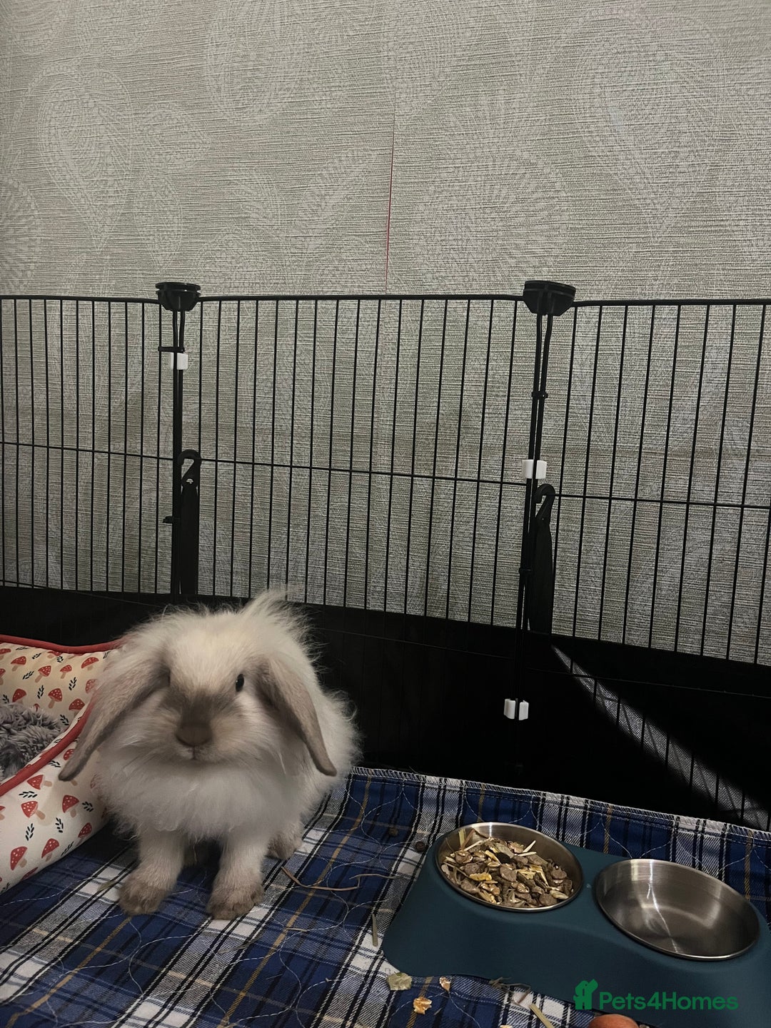 Lionhead rabbits for sale: Two lion head bunnies - Image 6