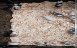Mouse rodents for sale: Baby Female Fancy Pet Mice - Image 11