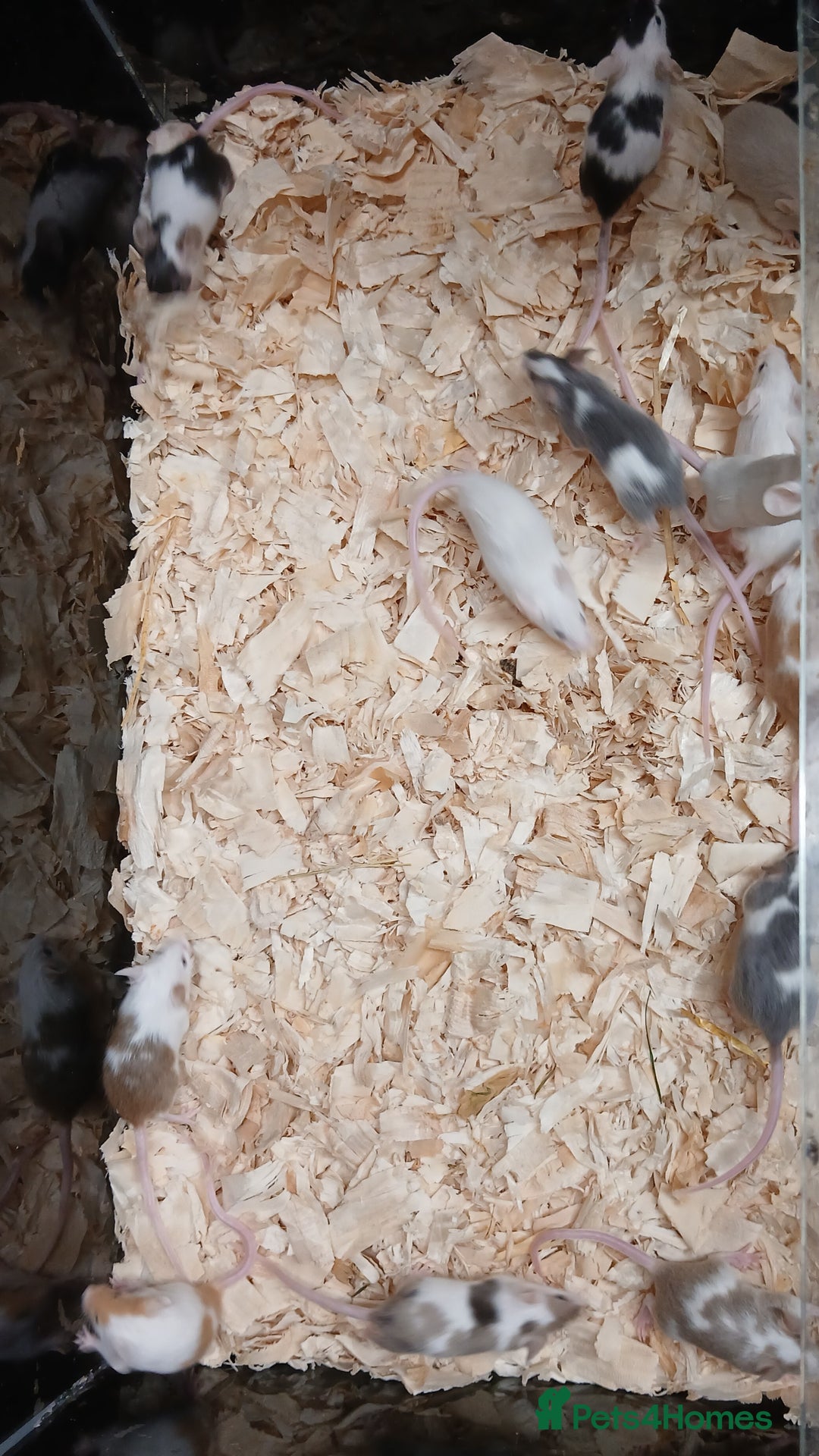 Mouse rodents for sale: Baby Female Fancy Pet Mice - Image 11