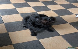 Labradoodle dogs for sale: Matilda  - Image 3