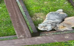 Mini Lop rabbits for sale: Gorgeous mini lops  - Image 5