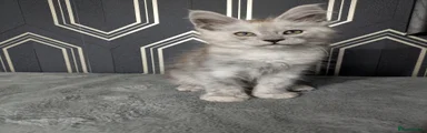 Maine Coon Kitten 4