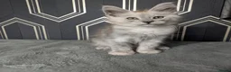 Maine Coon cats for sale: Ready soon beautiful Maine coon males  - Advert 15
