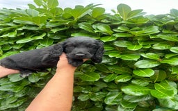 Cocker Spaniel dogs for sale: Beautiful litter of working cocker spaniel puppy’s - Image 6