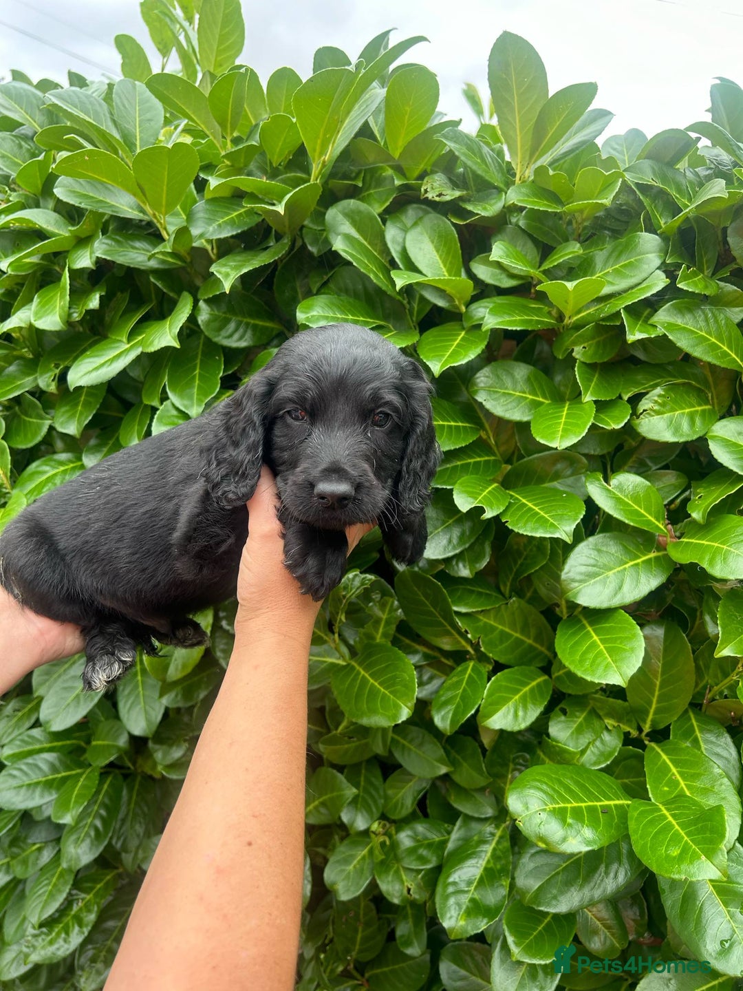 Cocker Spaniel dogs for sale: Beautiful litter of working cocker spaniel puppy’s - Image 6