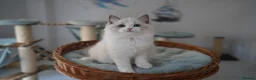 Ragdoll cats for sale: TICA registered kittens - Advert 6