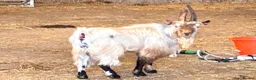 Goats livestock for sale: Selection of goats for sale  - Advert 1