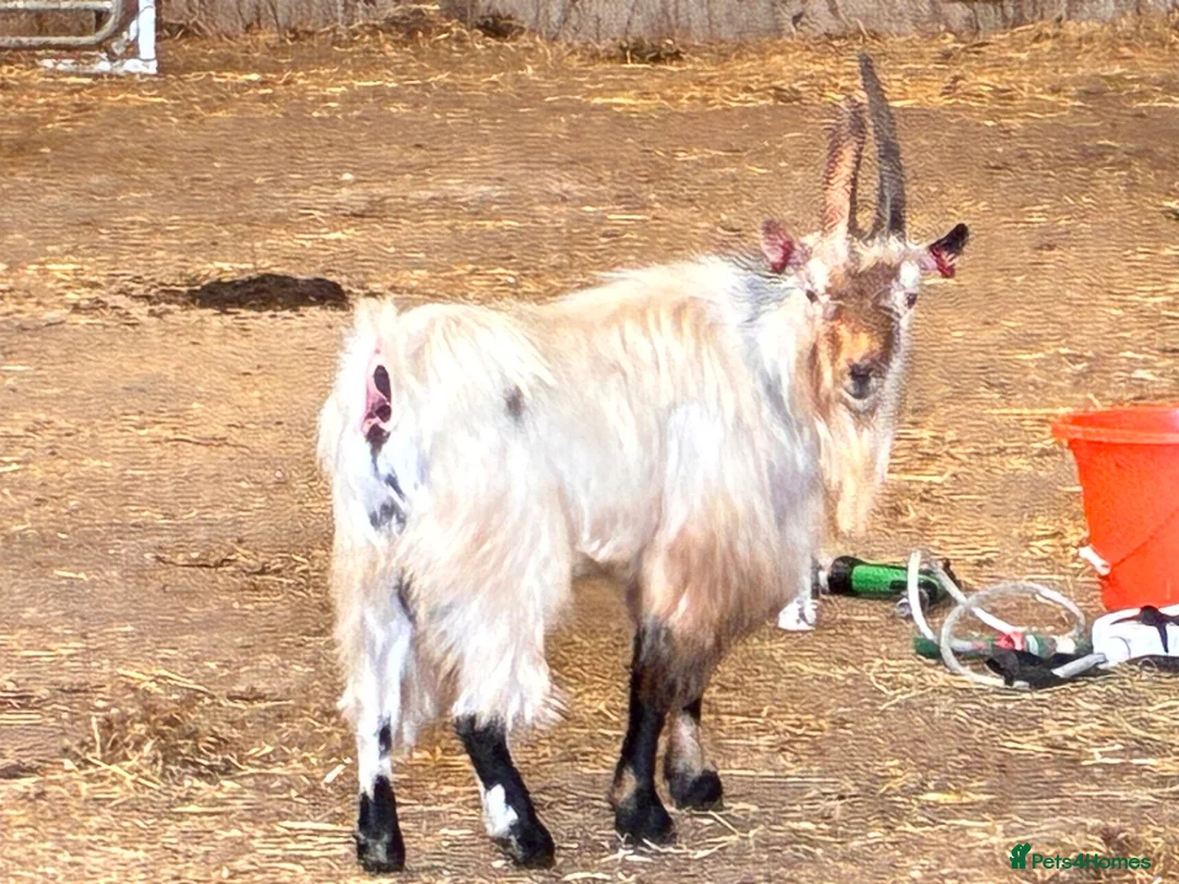 Goats livestock for sale: Selection of goats for sale  - Advert 1