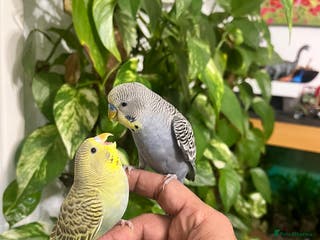 Budgerigars birds Budgies - Advert 22