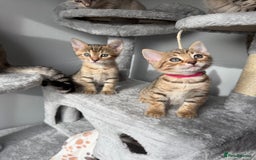Bengal cats for sale: 2 bengal kittens left for sale to loving home - Image 11