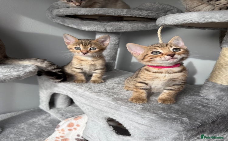 Bengal cats - Advert 2