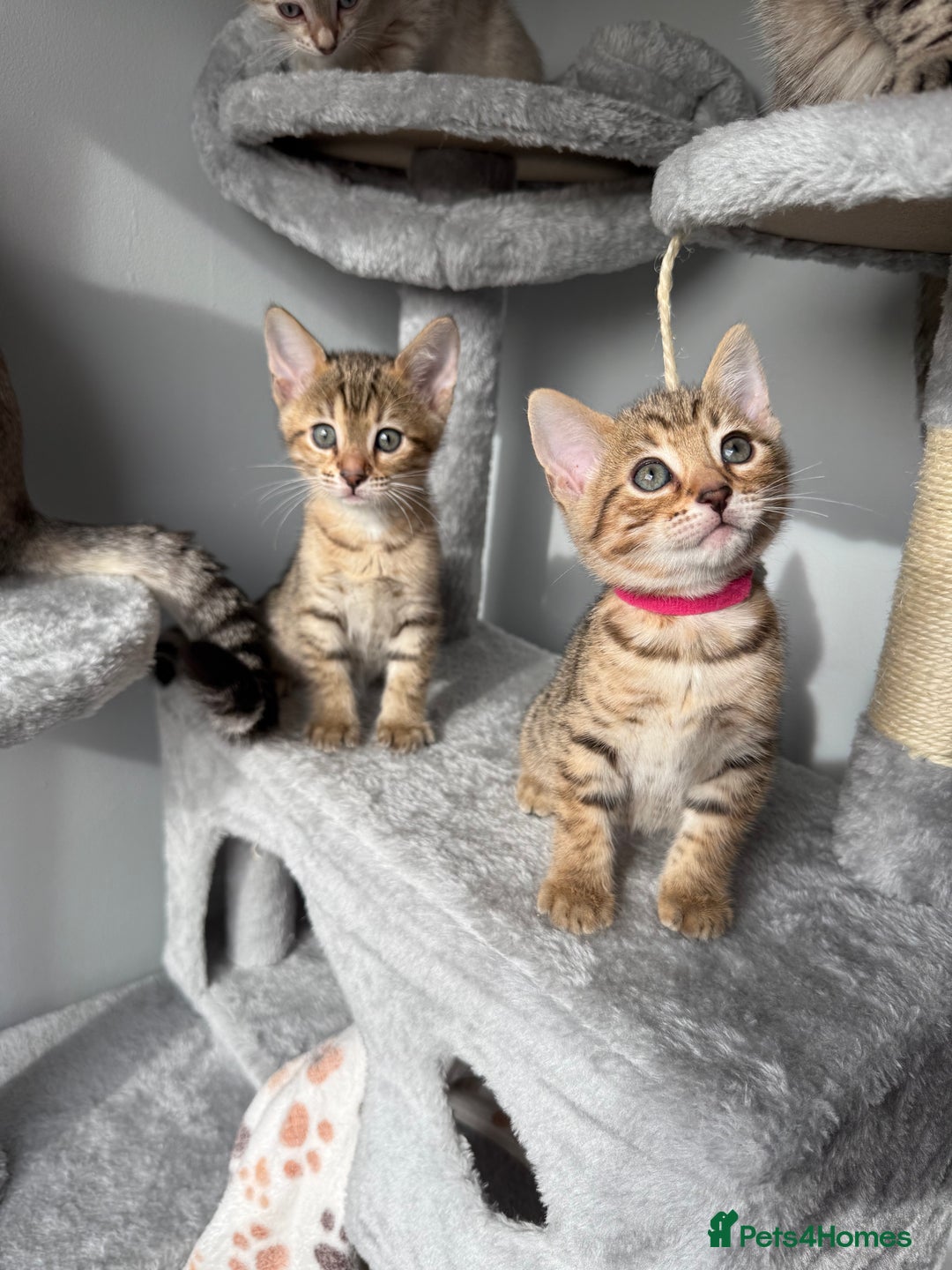 Bengal cats for sale: 2 bengal kittens left for sale to loving home - Image 11