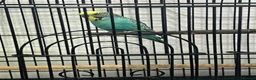 Budgerigars birds for sale: MALE AND FEMALE BUDGIES  - Advert 2