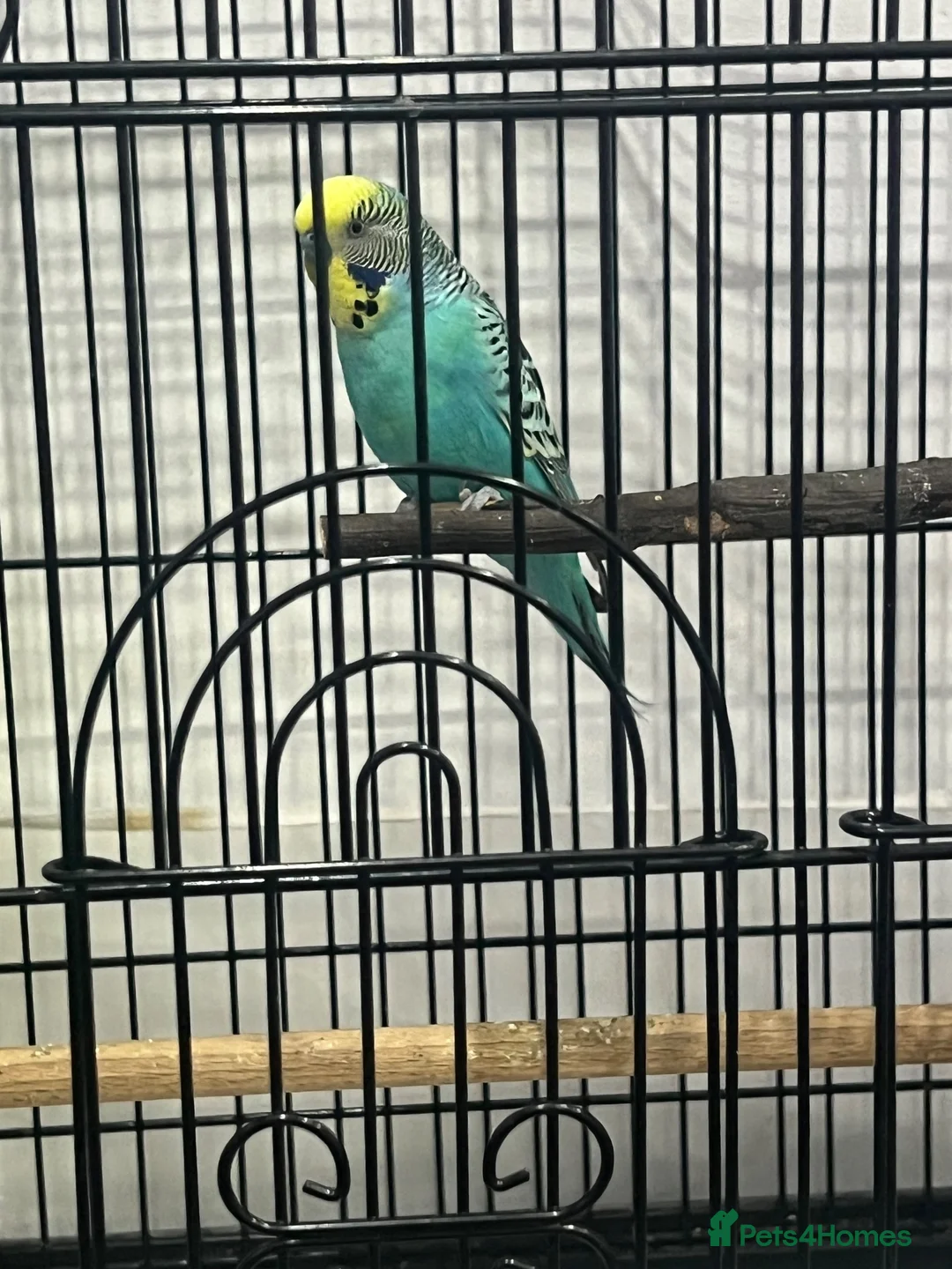 Budgerigars birds for sale: MALE AND FEMALE BUDGIES  - Advert 2