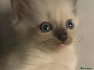 Ragdoll cats Pedigree blue ragdoll kittens 9 weeks old - Advert 15