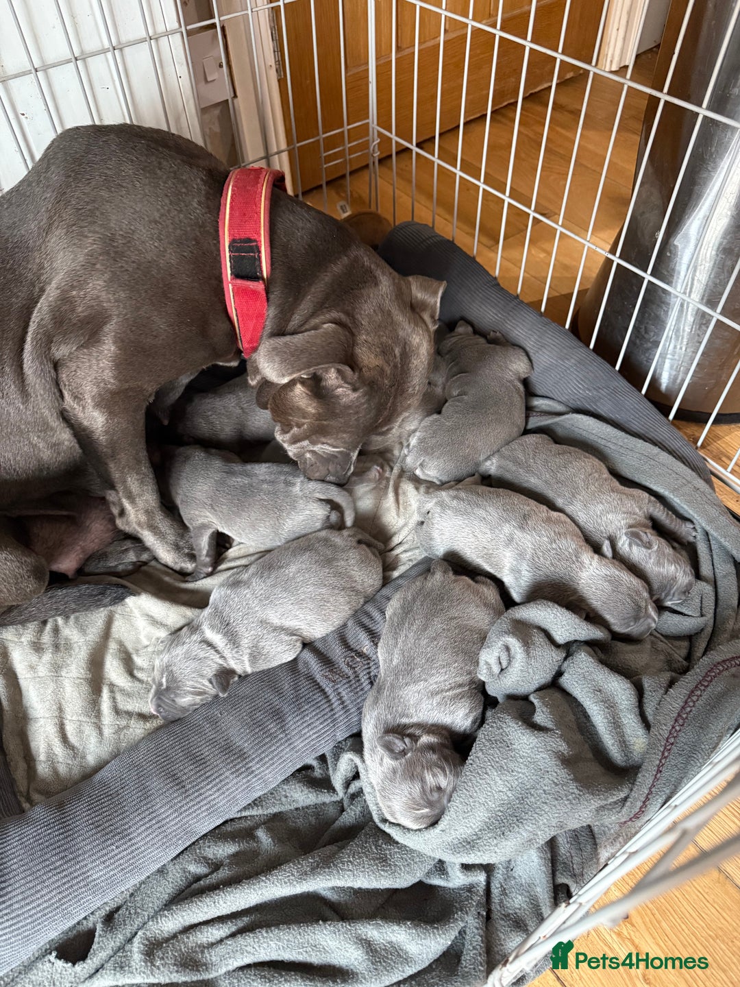 Staffordshire Bull Terrier dogs for sale: Stunning Blue Pure Bred Staffie Puppies - Image 14