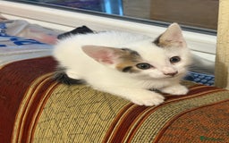 American Shorthair cats for sale: Adorable kittens for adoption - Image 6