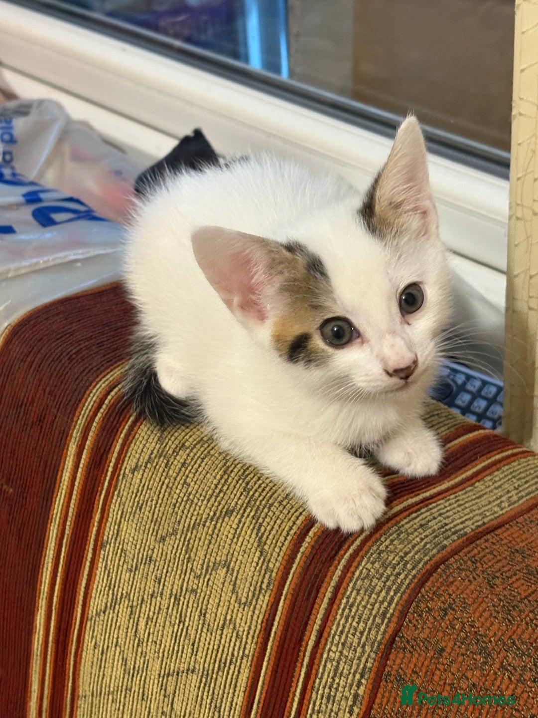 American Shorthair cats for sale: Adorable kittens for adoption - Image 6