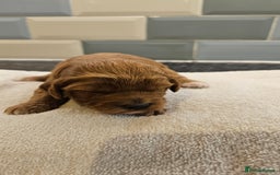 Cockapoo dogs for sale: Beautiful PRA F1B puppies - Image 13
