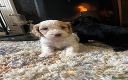 Cockapoo dogs for sale: Cockapoo Puppies Looking For 5* Homes  - Image 12