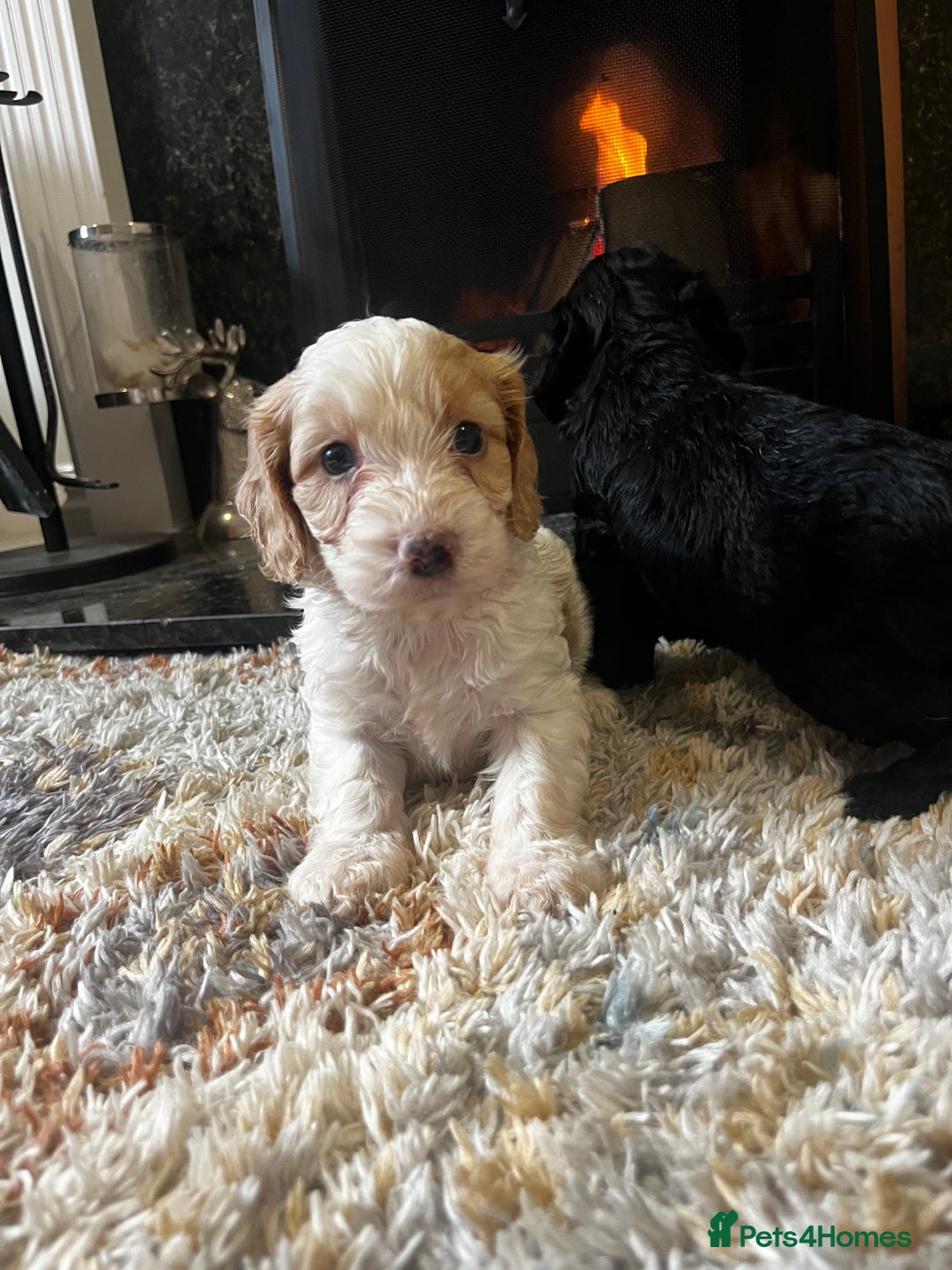 Cockapoo dogs for sale: Cockapoo Puppies Looking For 5* Homes  - Image 12