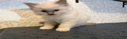 Ragdoll cats for sale: Perfect Blue Point Ragdoll kittens. - Advert 4