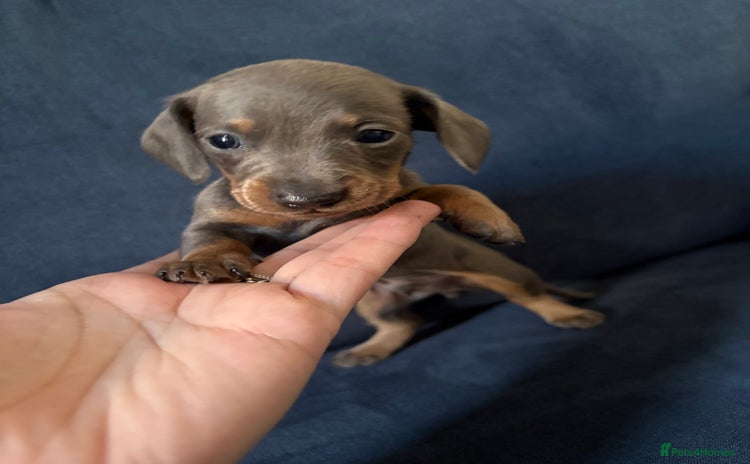 Miniature Dachshund dogs - Advert 12
