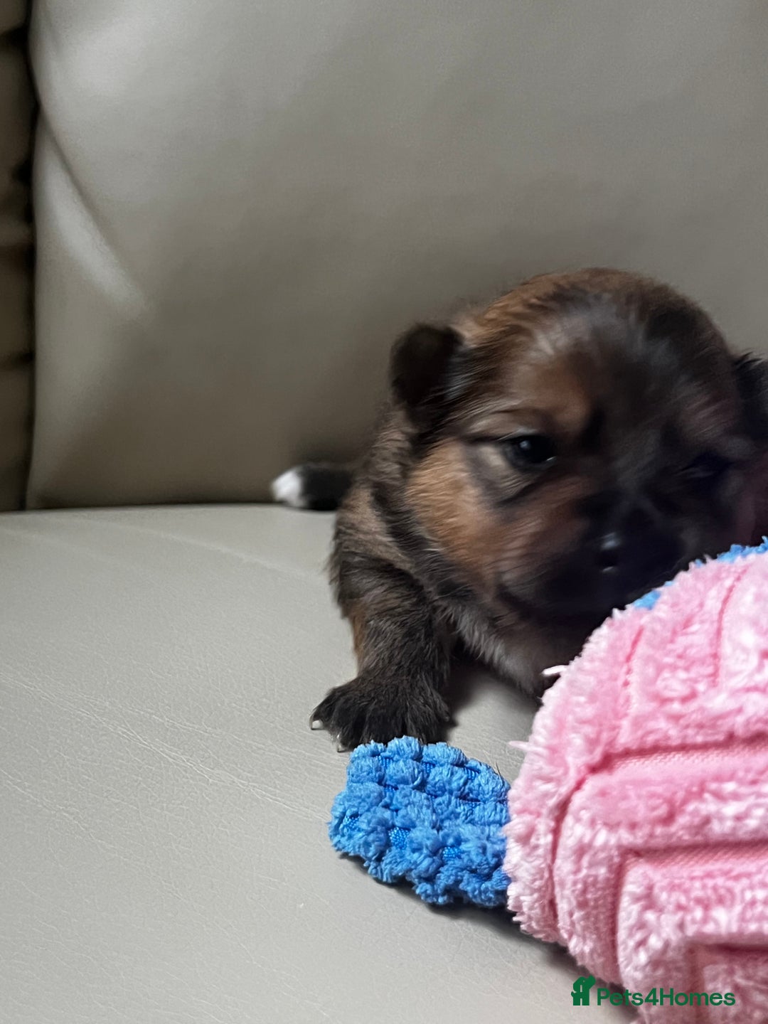 Pomeranian dogs for sale: Gorgeous Pomeranian Puppies, 2 Boys and Two Girls - Image 13