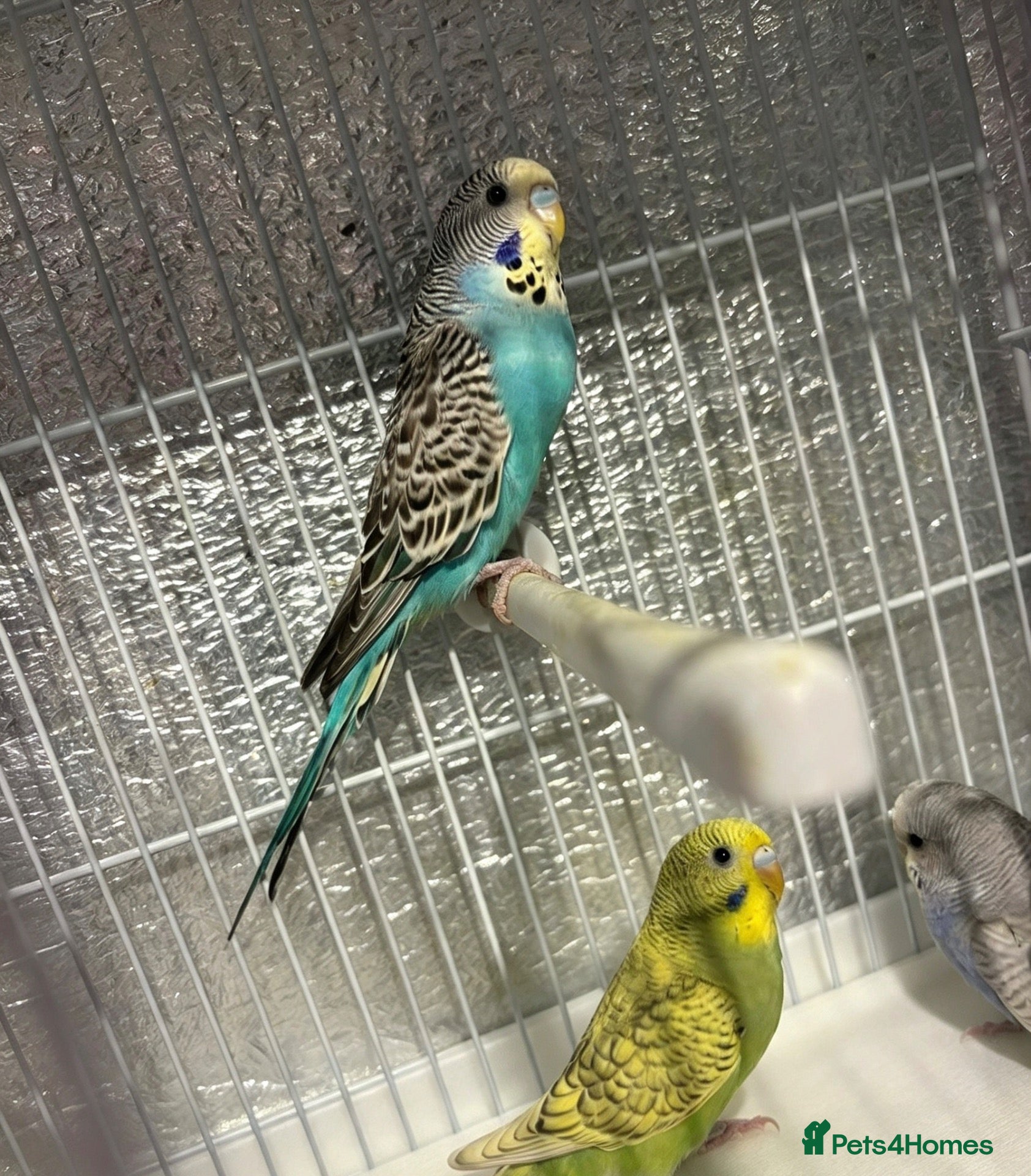 Budgerigars birds for sale: Baby budgies  - Advert 2