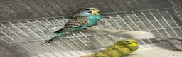Budgerigars birds for sale: Baby budgies  - Advert 2