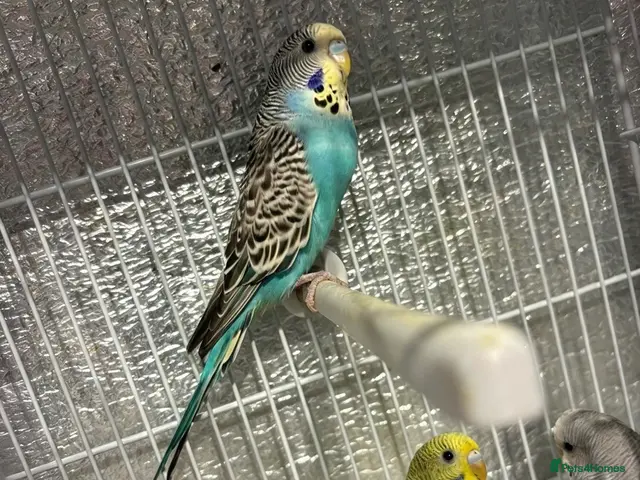 Budgerigars birds for sale: Baby budgies - Advert 2