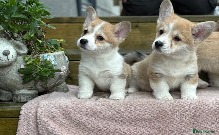 Welsh Corgi Pembroke dogs - Advert 1