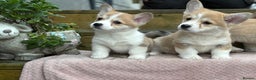 Welsh Corgi Pembroke dogs for sale: Outstanding Pembrokeshire Corgi Puppies  - Advert 1