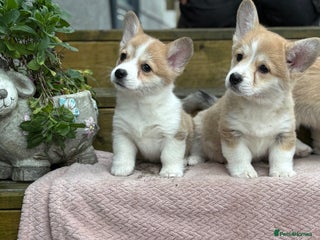 Welsh Corgi Pembroke dogs - Advert 2