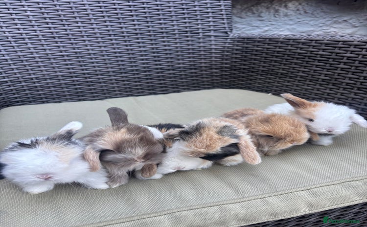 Mini Lop rabbits - Advert 2