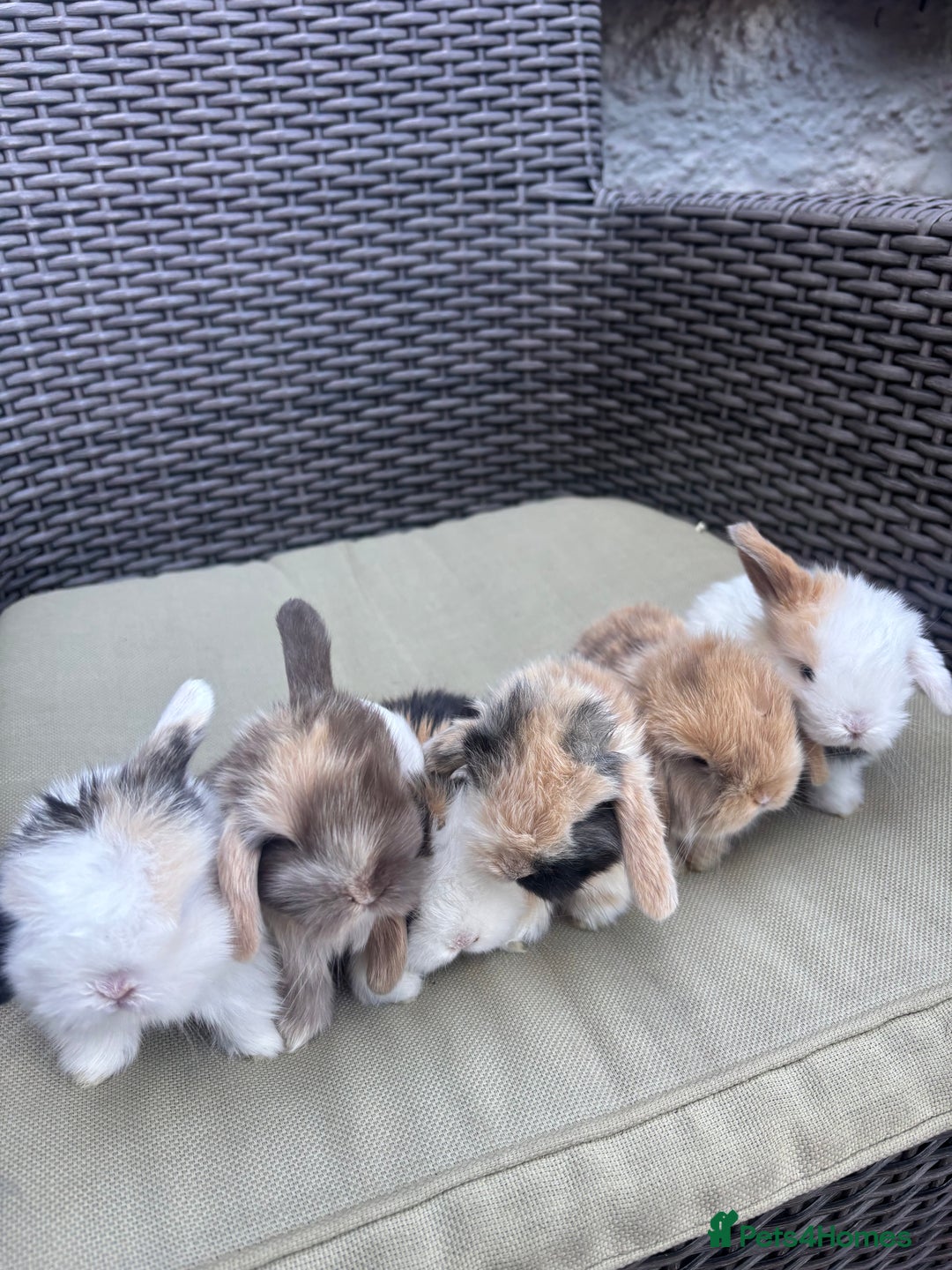 Mini Lop rabbits for sale: Stunning Mini Lop Baby Bunnies🐰🌸 - Image 1