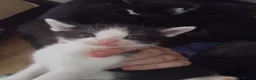 Mixed Breed cats for sale: Adorable kittens for sale in Ellesmere Port - Advert 17
