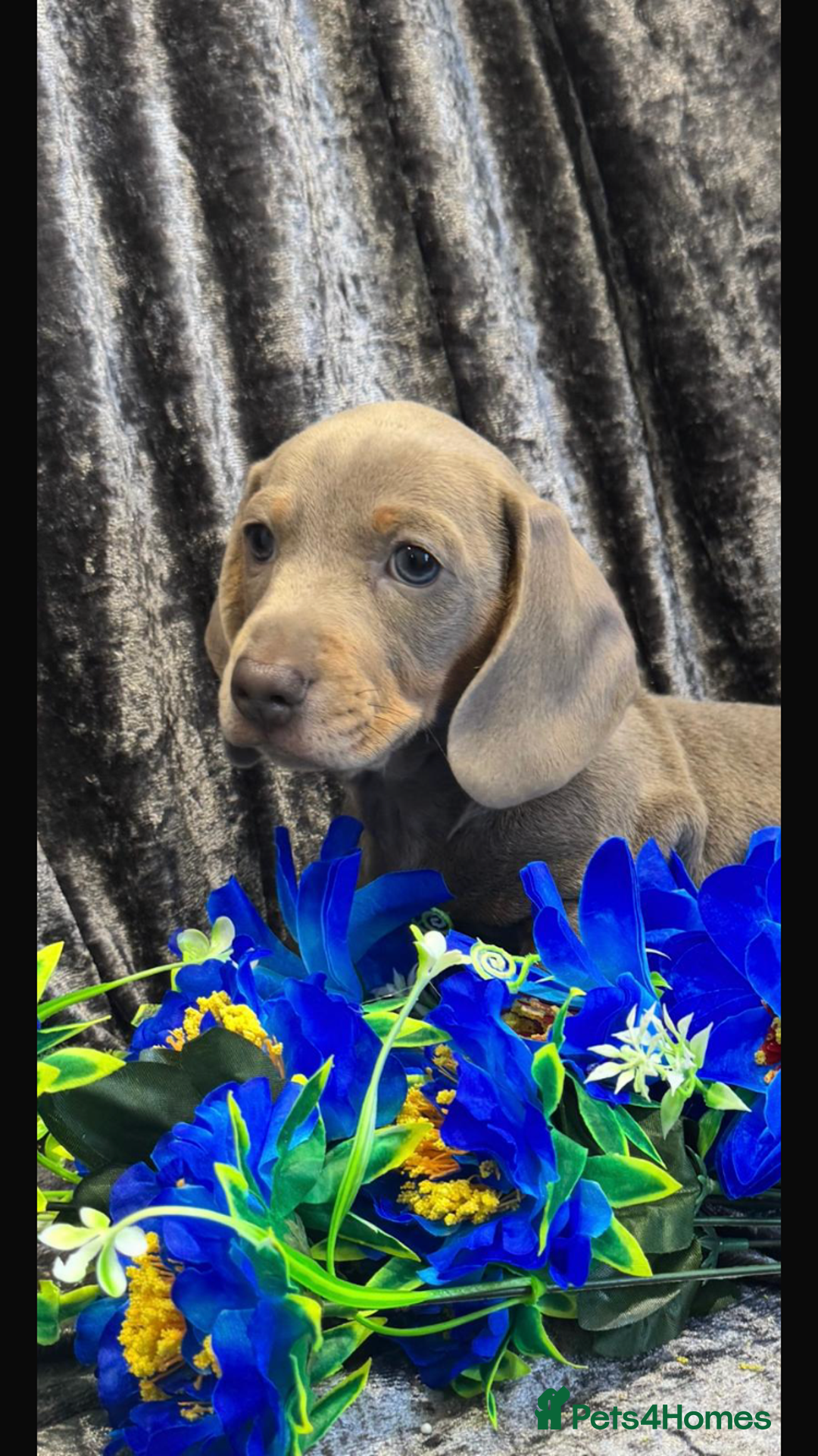 Dachshund dogs for sale: KC registration dachshund  - Advert 2