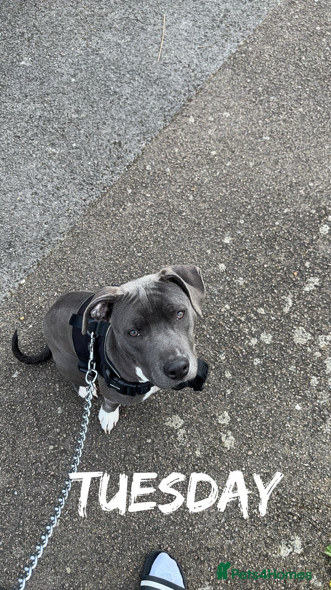 American Bull Staffy dogs for sale: American Staffordshire female  - Image 3