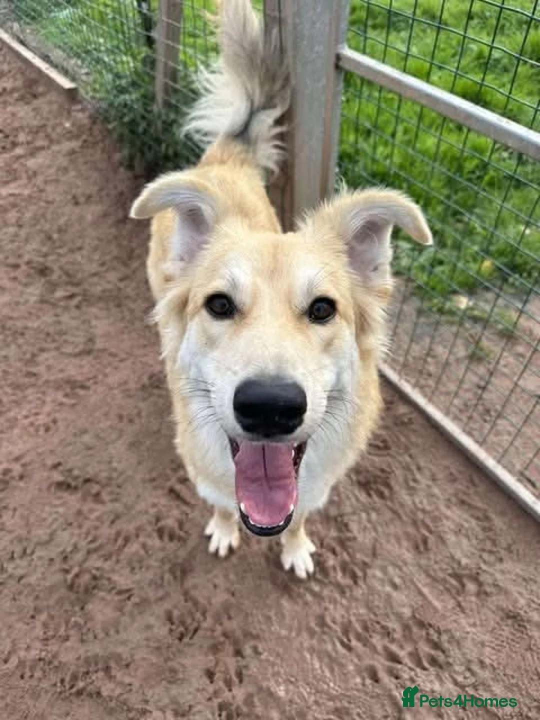 Mixed Breed dogs for adoption: Meet Mable, currently residing in Cheshire  in Nantwich - Advert 2