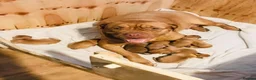 Dogue De Bordeaux dogs for sale: Quality Dogue De Bordeaux puppy’s  - Advert 24