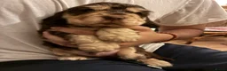 Cocker Spaniel dogs for sale: ADORABLE KC REG SHOW TYPE COCKER SPANIEL PUPS - Advert 12