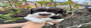English Springer Spaniel 6