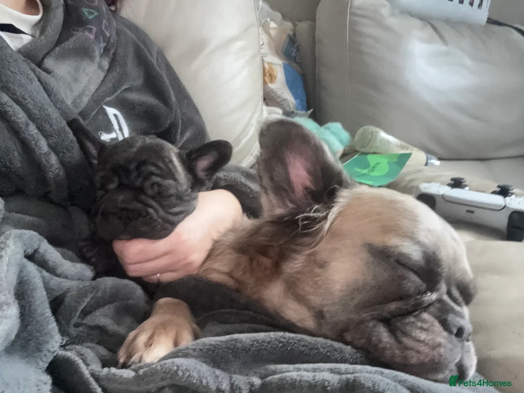 French Bulldog dogs for sale: Reduced price!!! Beautiful French bulldog pups  - Advert 15