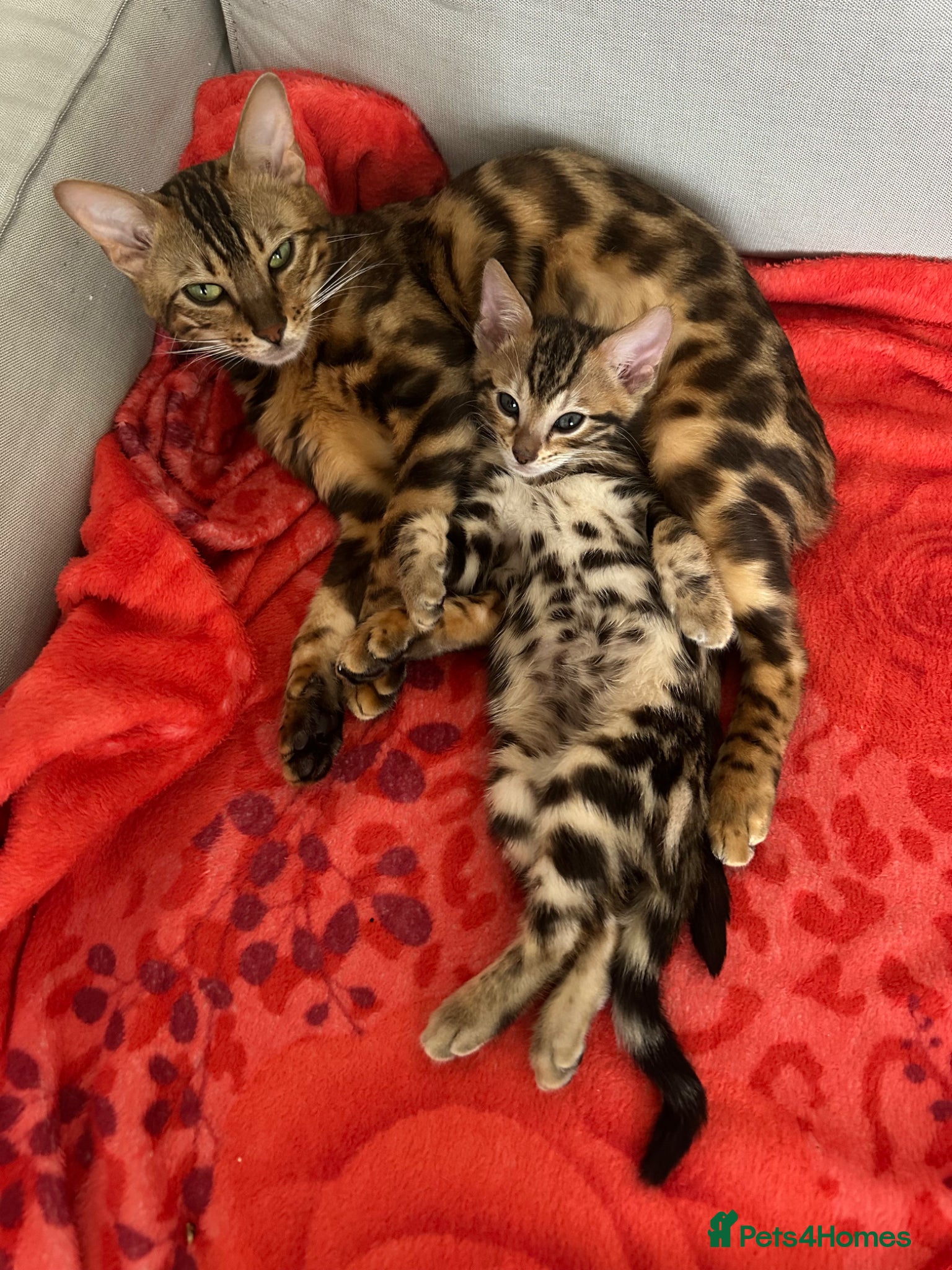 Bengal cats baby bengal male - Advert 1