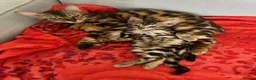 Bengal cats for sale: baby bengal male - Advert 1