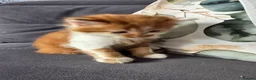 Mixed Breed cats for sale: Ginger fluffy boy - Advert 3