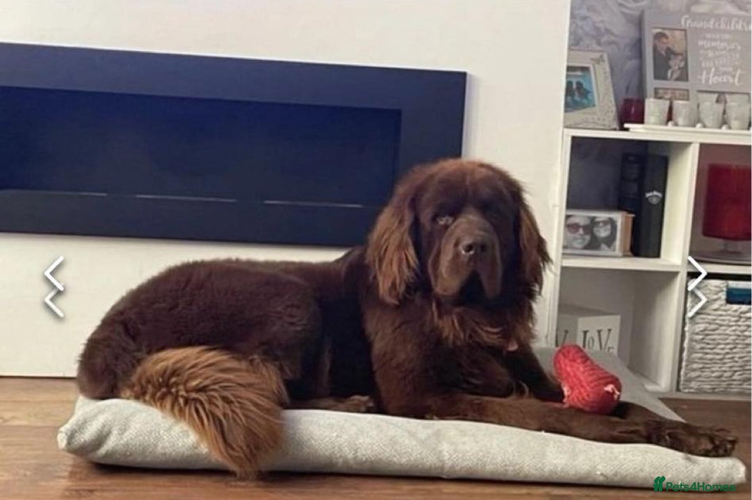 Newfoundland dogs for stud: KC REGISTERED NEWFOUNDLAND STUD HEALTH TESTED  in Basildon - Advert 5