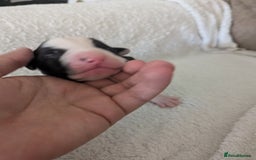 Mixed Breed dogs for sale: Cockerbull puppies  - Image 19